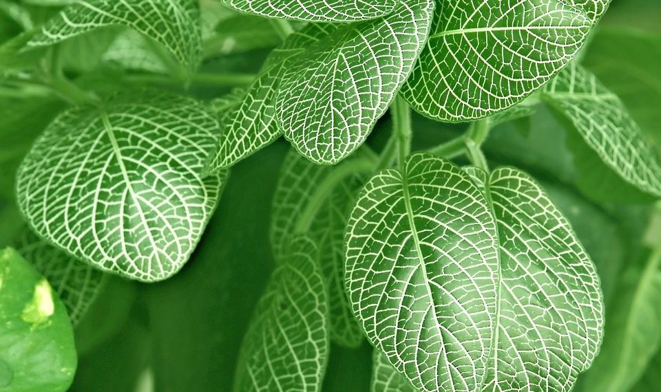 7 Secrets to Calm Your Bladder Nerves Naturally