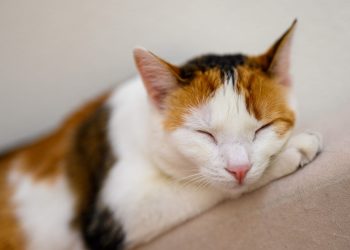 7 Secrets to Mastering the Sleep Balance Formula