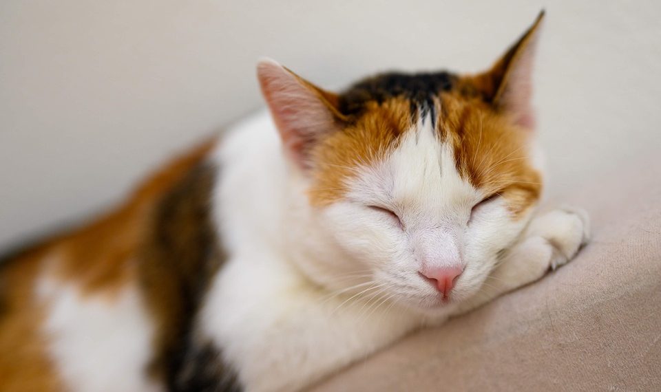 7 Secrets to Mastering the Sleep Balance Formula