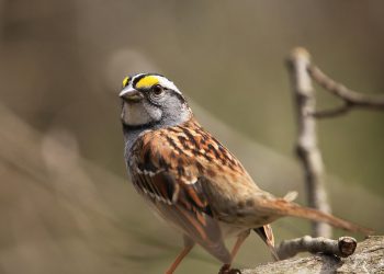 7 Secrets to Rapid Belly Fat Loss You Must Try Today!