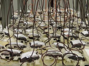 7 Secrets to Stable Blood Sugar You Need to Know