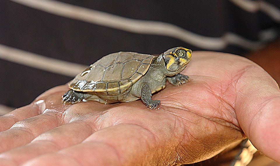 7 Secrets to Strengthen Weak Bladder Support Today!