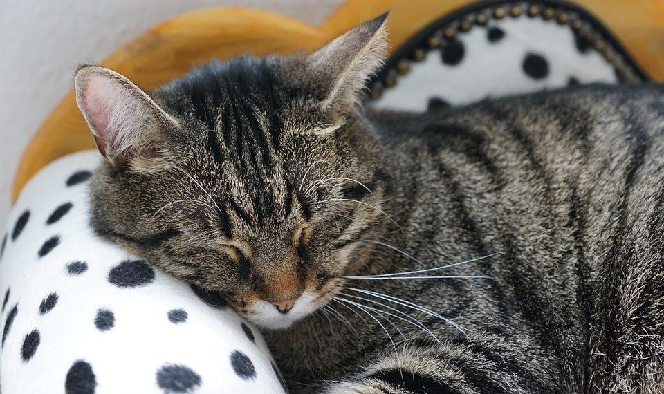 7 Secrets to Stress Relief for Better Sleep Tonight