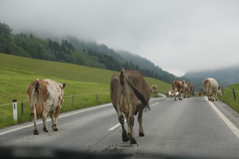 7 Secrets to Supercharge Your Energy Metabolism Boost