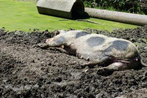 7 Secrets to Transform Your Sleep Quality Tonight