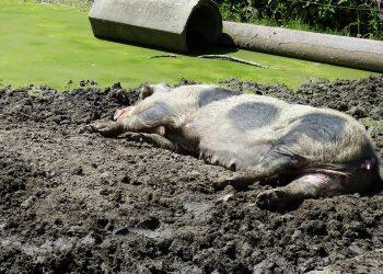 7 Secrets to Transform Your Sleep Quality Tonight