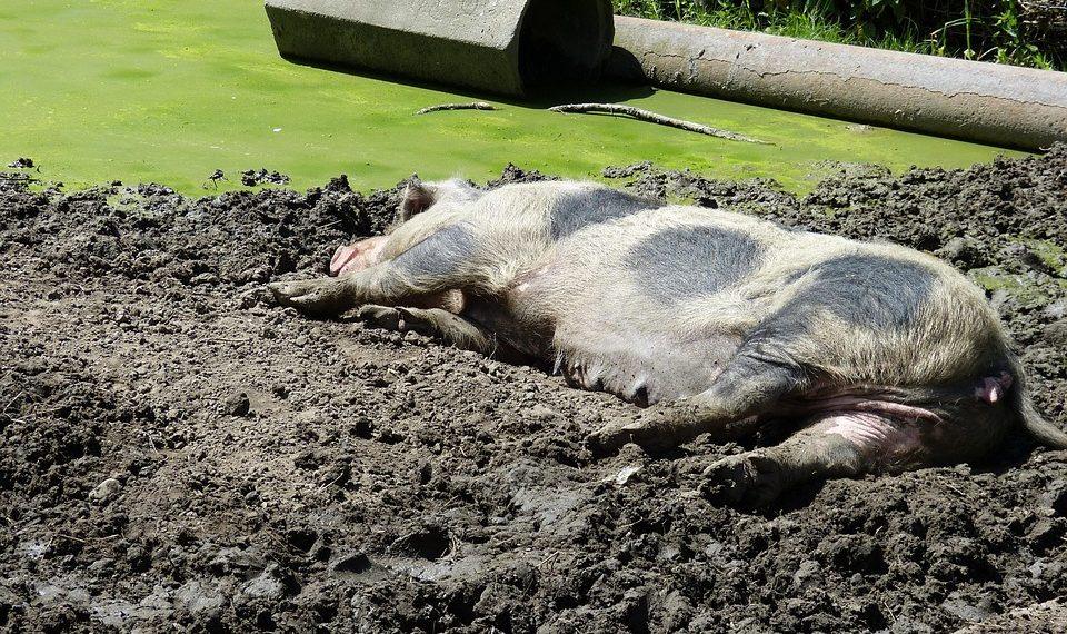 7 Secrets to Transform Your Sleep Quality Tonight