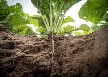 7 Simple Hacks for Stable Blood Sugar Levels Daily