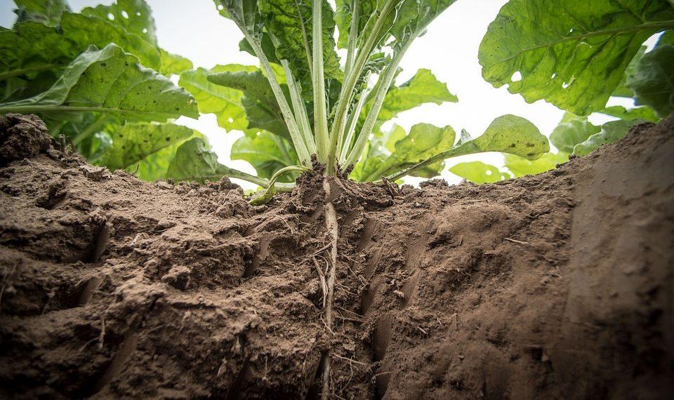 7 Simple Hacks for Stable Blood Sugar Levels Daily