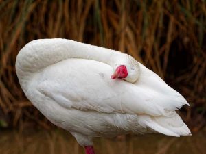 7 Sleep Calm Remedies for Restful Nights Ahead