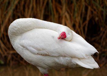 7 Sleep Calm Remedies for Restful Nights Ahead