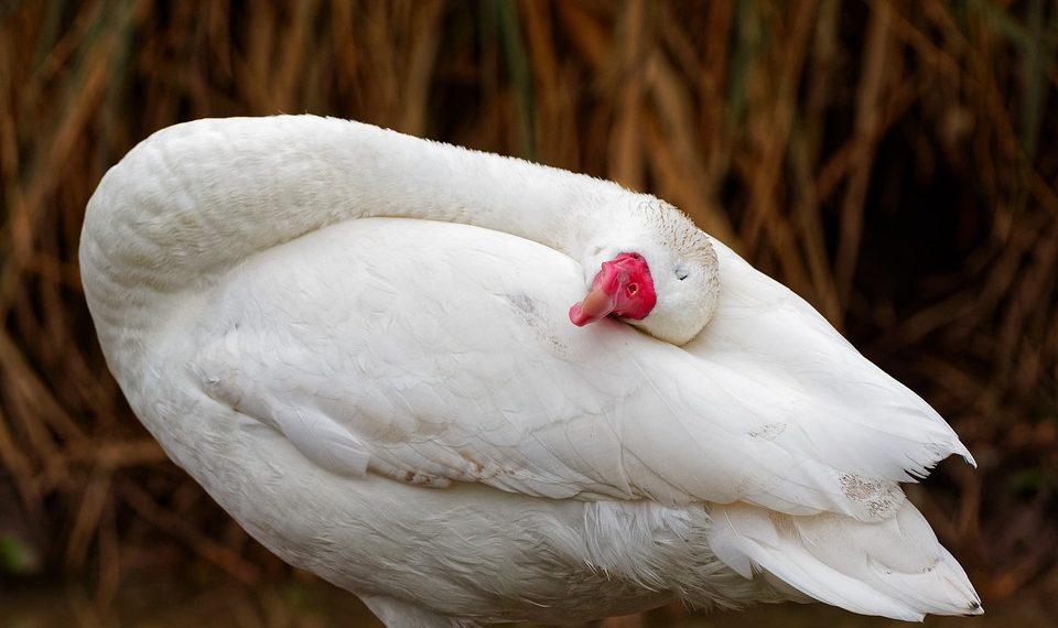 7 Sleep Calm Remedies for Restful Nights Ahead