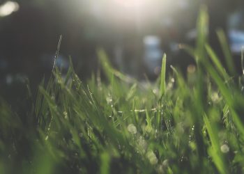 7 Stress-Reducing Herbs You Need in Your Life Now