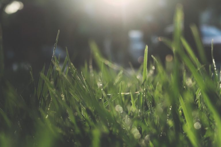 7 Stress-Reducing Herbs You Need in Your Life Now