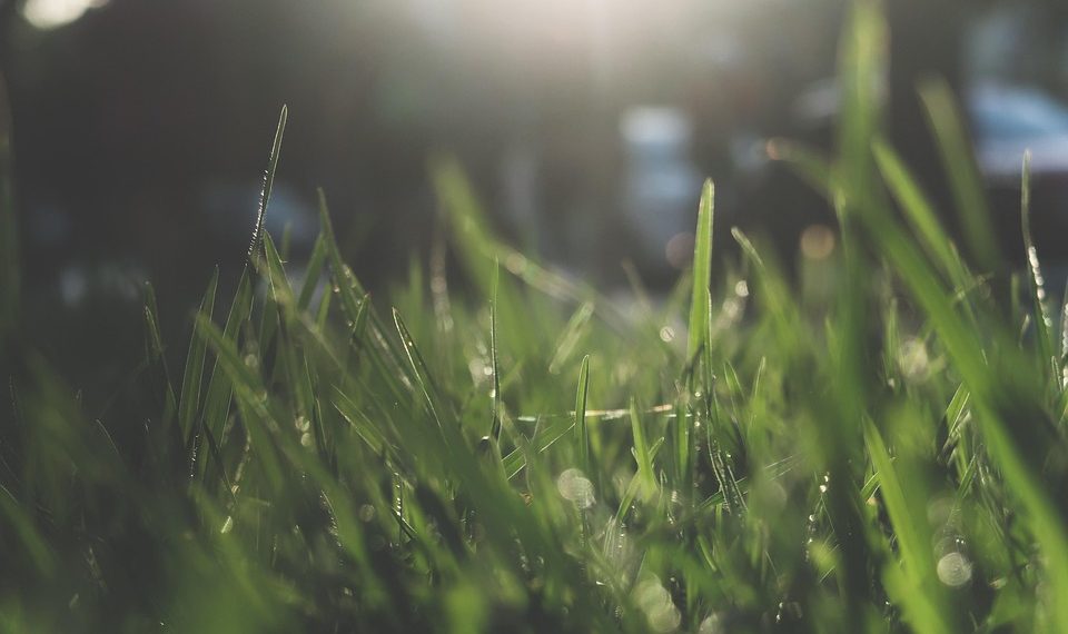 7 Stress-Reducing Herbs You Need in Your Life Now