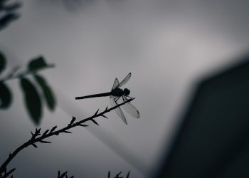 7 Superfoods That Boost Your Focus Naturally