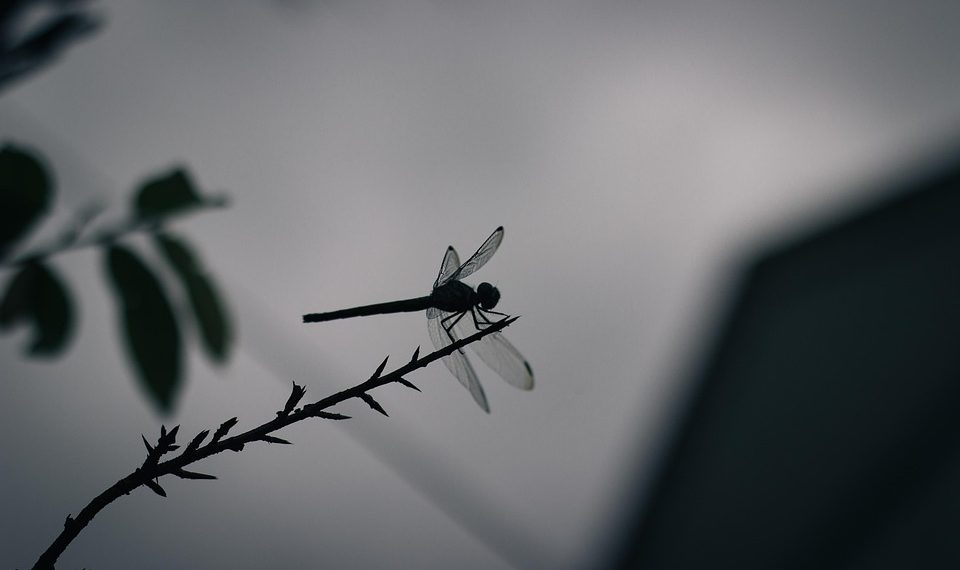 7 Superfoods That Boost Your Focus Naturally