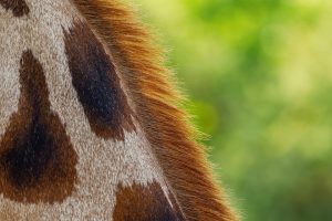 7 Superfoods for Glowing Skin You Need to Try Now