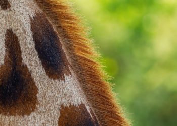 7 Superfoods for Glowing Skin You Need to Try Now