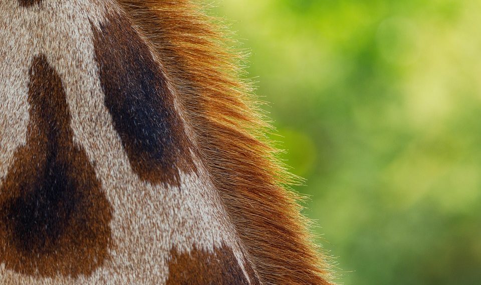 7 Superfoods for Glowing Skin You Need to Try Now