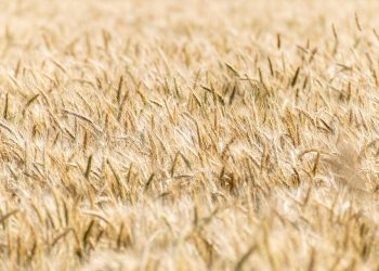 7 Superfoods to Ignite Your Metabolism Today!