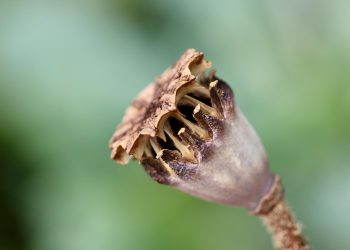 7 Surprising Benefits of BHB Capsules You Need to Know