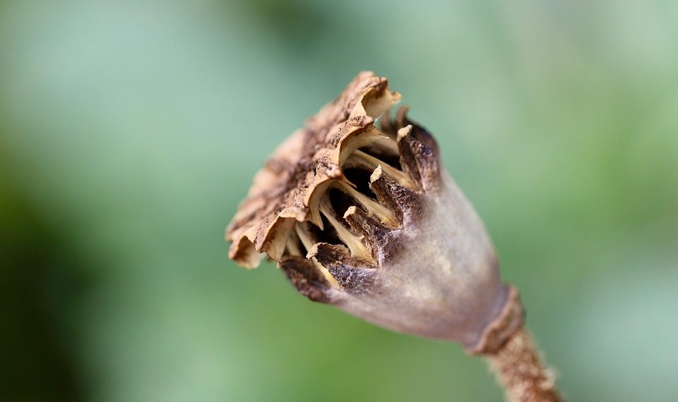 7 Surprising Benefits of BHB Capsules You Need to Know