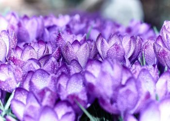 7 Surprising Benefits of Calcium Beta Hydroxybutyrate