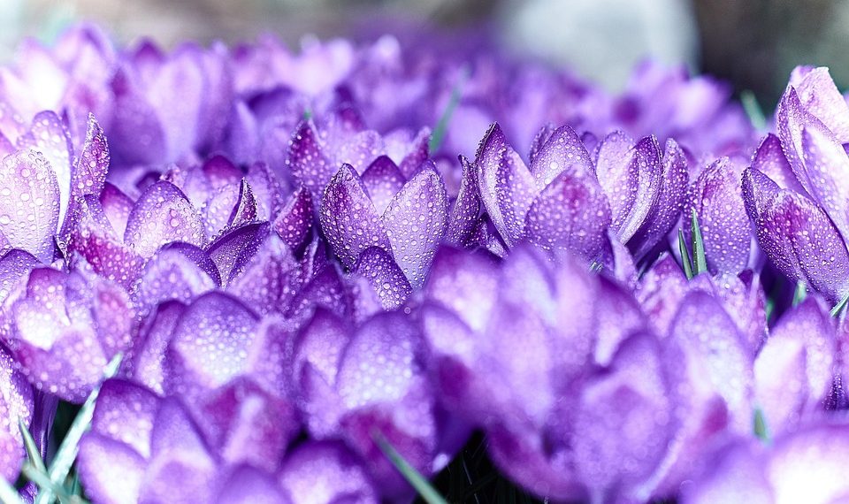 7 Surprising Benefits of Calcium Beta Hydroxybutyrate