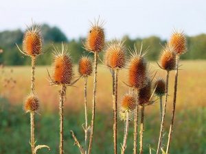 7 Surprising Benefits of Digestive Enzymes You Need to Know