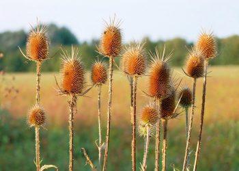 7 Surprising Benefits of Digestive Enzymes You Need to Know