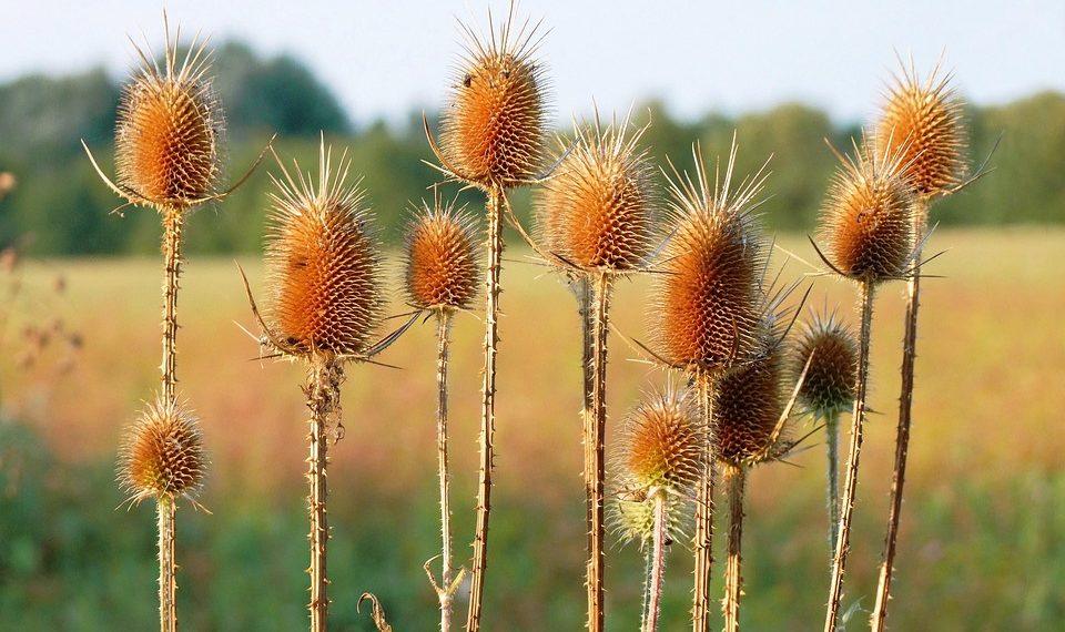 7 Surprising Benefits of Digestive Enzymes You Need to Know