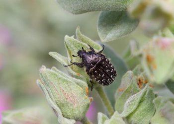 7 Surprising Benefits of Exogenous Ketones You Need to Know