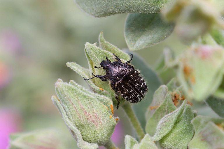 7 Surprising Benefits of Exogenous Ketones You Need to Know