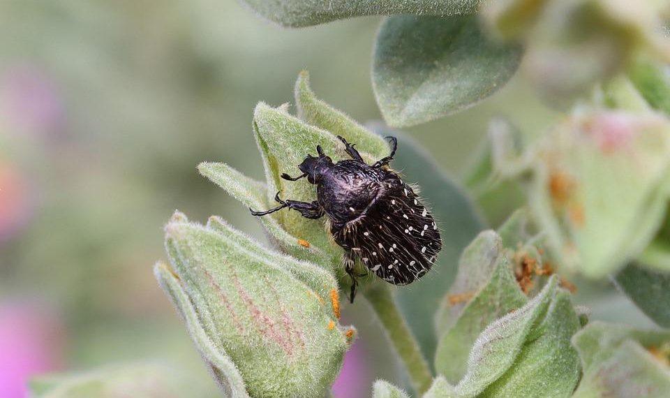 7 Surprising Benefits of Exogenous Ketones You Need to Know