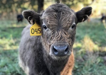 7 Surprising Benefits of Grass-Fed Collagen You Need to Know