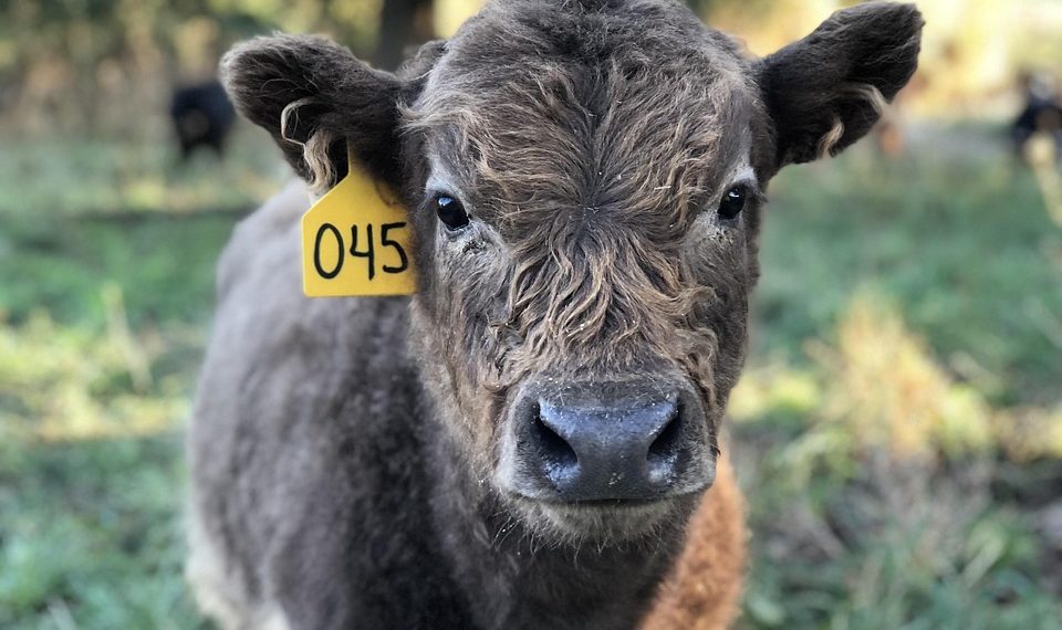 7 Surprising Benefits of Grass-Fed Collagen You Need to Know