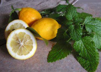 7 Surprising Benefits of Lemon Balm for Ultimate Relaxation