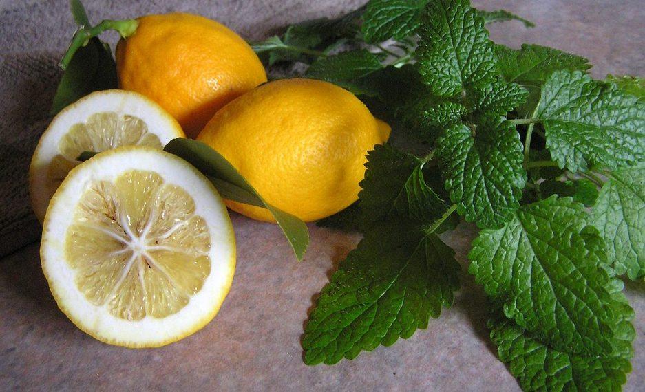 7 Surprising Benefits of Lemon Balm for Ultimate Relaxation