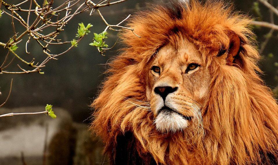 7 Surprising Benefits of Lion's Mane Mushroom You Need to Know