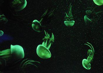 7 Surprising Benefits of Marine Collagen You Must Try