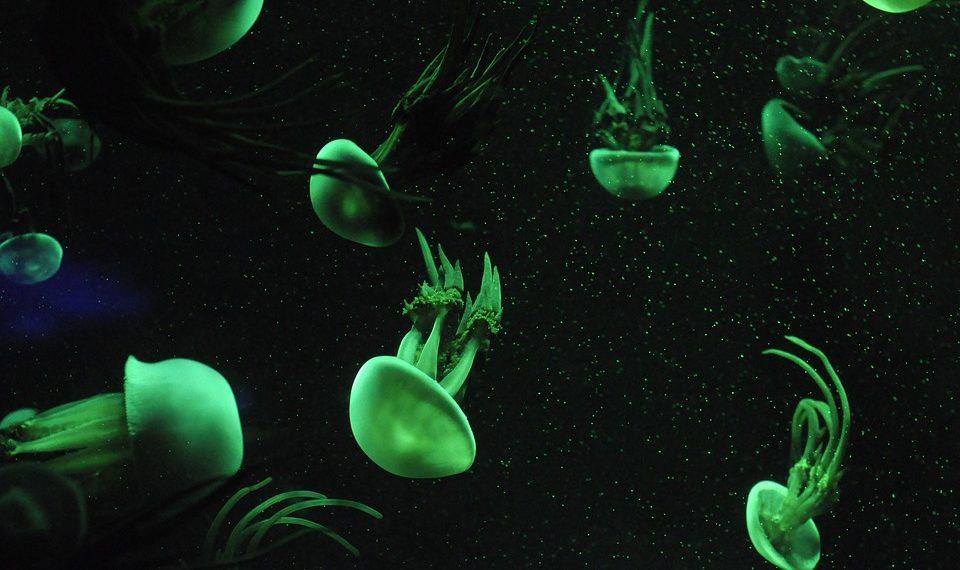 7 Surprising Benefits of Marine Collagen You Must Try