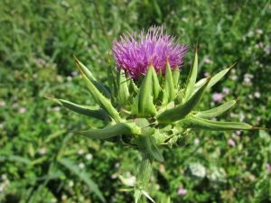 7 Surprising Benefits of Milk Thistle for Your Liver