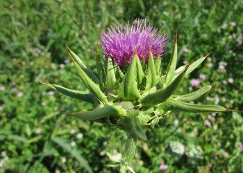 7 Surprising Benefits of Milk Thistle for Your Liver