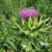 7 Surprising Benefits of Milk Thistle for Your Liver