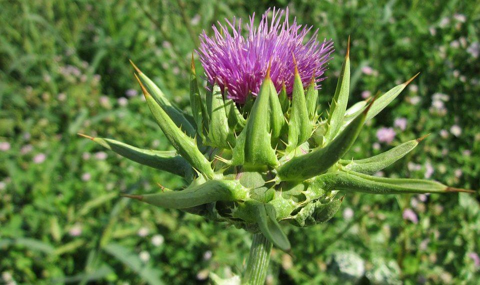7 Surprising Benefits of Milk Thistle for Your Liver