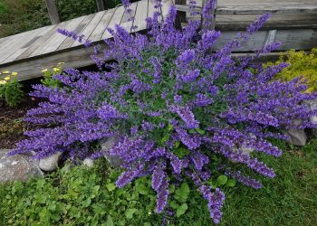 7 Surprising Benefits of Moringa Antioxidant You Need to Know