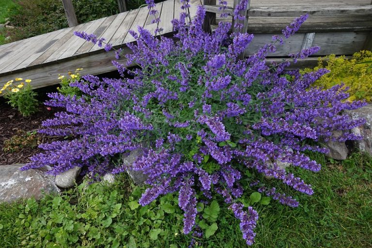 7 Surprising Benefits of Moringa Antioxidant You Need to Know