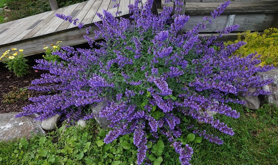 7 Surprising Benefits of Moringa Antioxidant You Need to Know