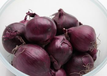 7 Surprising Benefits of Moringa Antioxidants You Need to Know